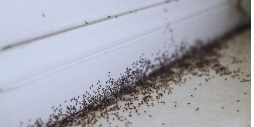 ants infectations