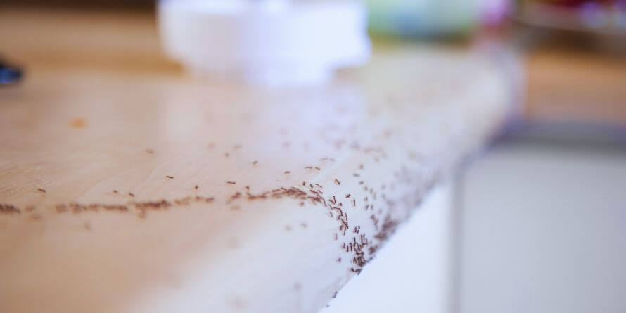 lots of ants in the kitchen